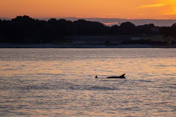 Dolphin & Sunset tour with Brijuni panorama and dinner