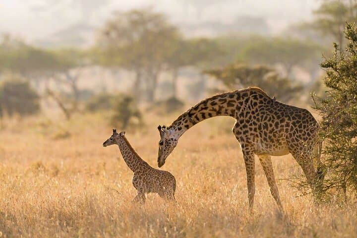 Day tour to Giraffe center and Karen Blixen Nairobi