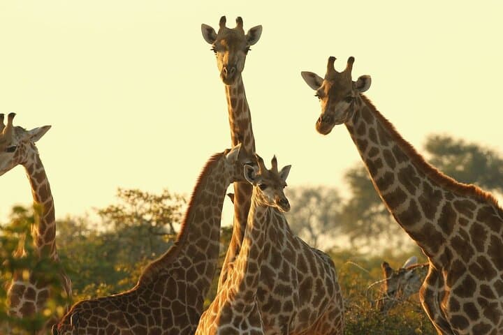 Day Tour Nairobi National Park Giraffe Center and Karen Blixen
