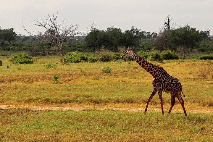 3 dias Tsavo East e Amboseli (2 noites)