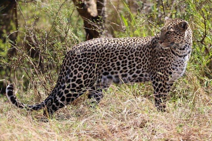 3 dias Tsavo East e Amboseli (2 noites)