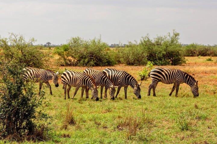 3 dias Tsavo East e Amboseli (2 noites)