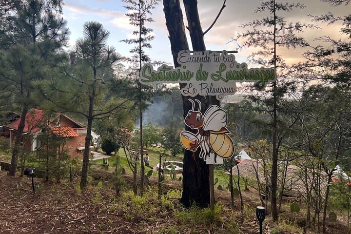 Visit of Fireflies Forest in private transport from mexico city