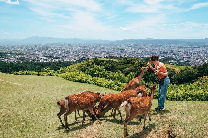 Perfekt Nara Park halvdags bustur med engelsktalende guide