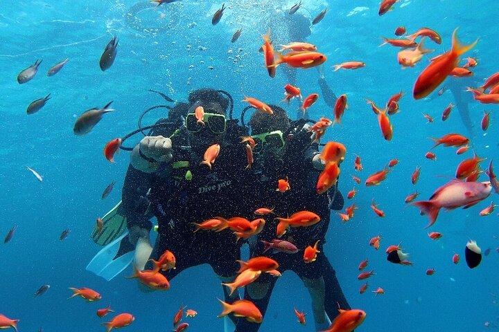 Svelare la bellezza dell'isola di Tiran da Sharm El Sheikh