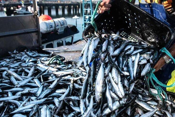 Porto en Matosinhos: sardineproductie - kleine groepsreis