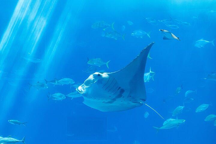 Tour Privado Stingray City e Uma Parada para Snorkeling
