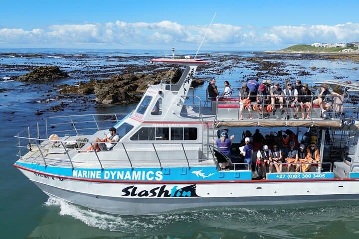 Shark Cage Diving and Viewing with transport from Cape Town