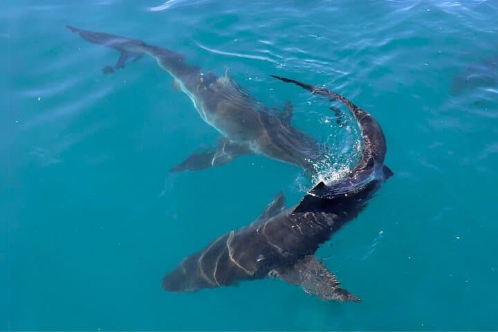 Shark Cage Diving and Viewing with transport from Cape Town