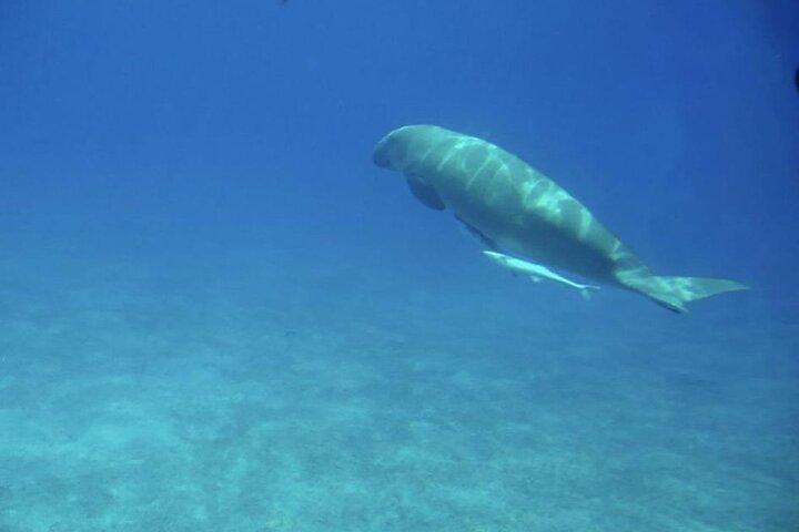 Hurghada Royal Submarine Cruise med Snorkel Stop