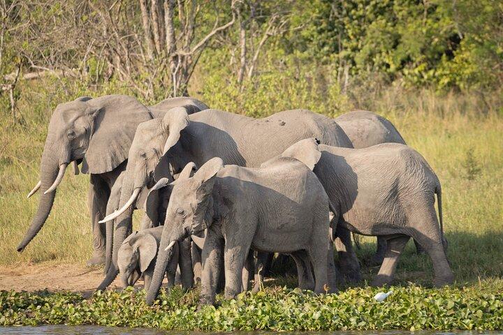 Uganda: Privat 14 dages safaritur