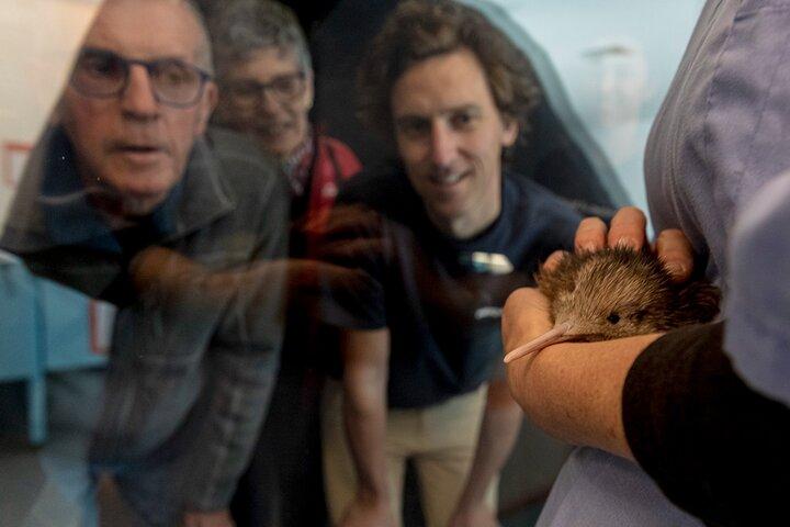 Écloserie nationale de kiwis - Kiwi Encounter Visite guidée