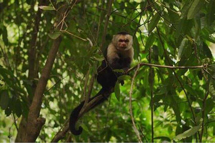 Roatan Monkey & Sloth Park with Beach Break