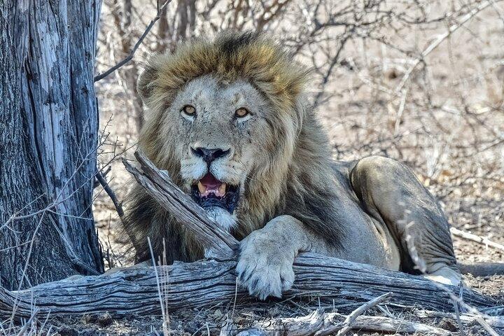Tour di 6 giorni in Sudafrica: storia di Johannesburg e Safari Kruger