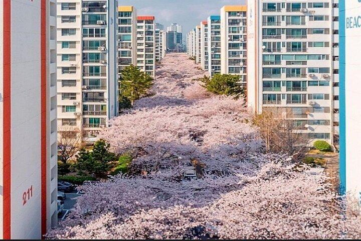 釜山クルーズ港-プレミアム小グループツアー(最大6名様)