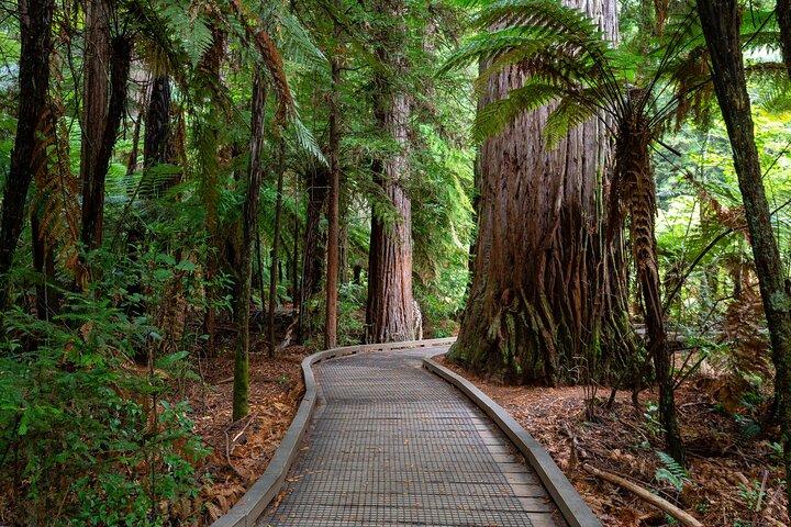 Private Tour Rotorua Waiotapu Redwood Forest und Polynesian Spa