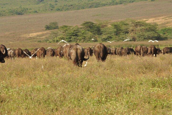 Safari privado de día completo - Parque Nacional de Arusha