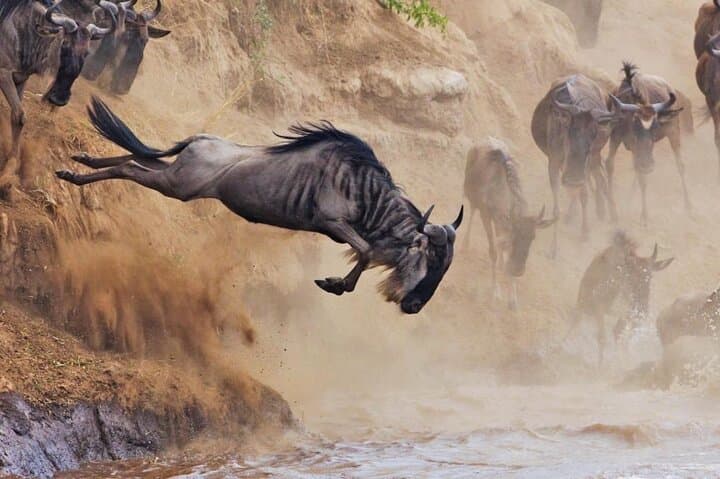 6 Days Private Tour of Masai Mara Lake Nakuru and Amboseli Safari