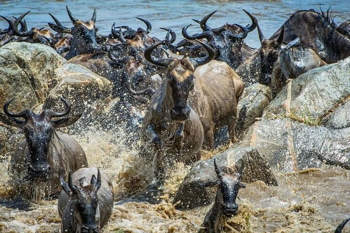 Maasai Mara Wildebeest Migration Lodge Safari 4 Days
