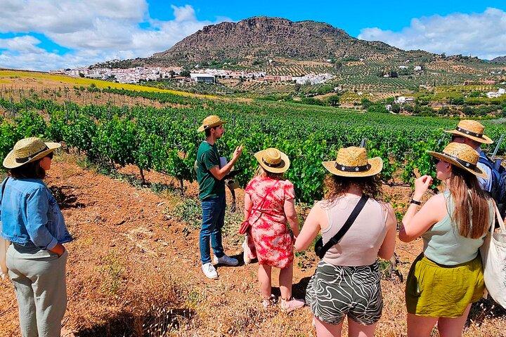 Málaga Small‑Group Wine Tour – Álora Castle Views & 4 Tastings