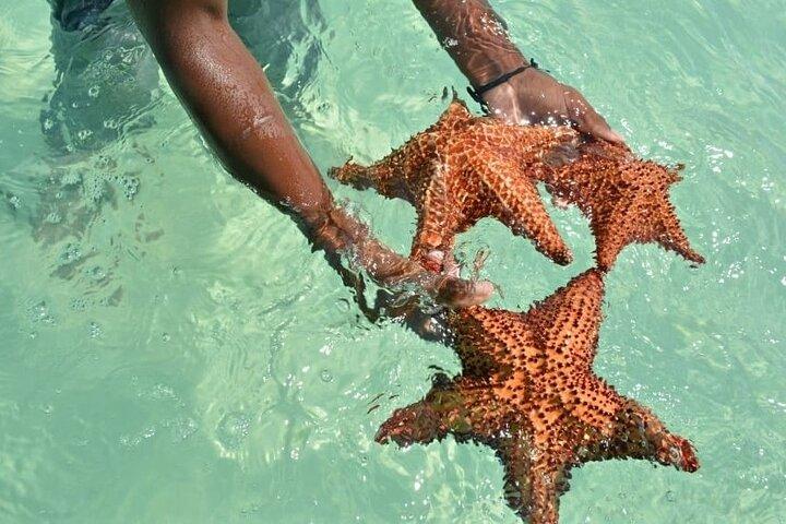 Excursão de dia inteiro à Ilha Saona com almoço saindo de Punta Cana