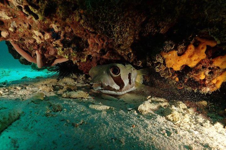 Immersioni subacquee a Racha e barriere coralline con foto e video
