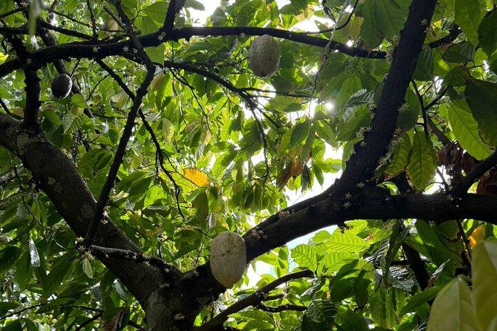 Puerto Plata City Tour avec Jardin des Papillons
