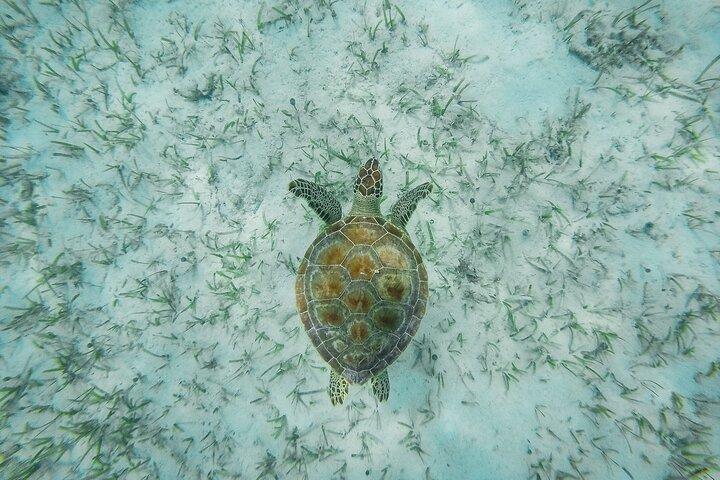 Tour di 6 ore a Rose Island con esperienza di snorkeling e pranzo