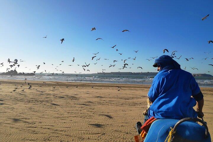 2 timmars dromedartur i Essaouira Marocko