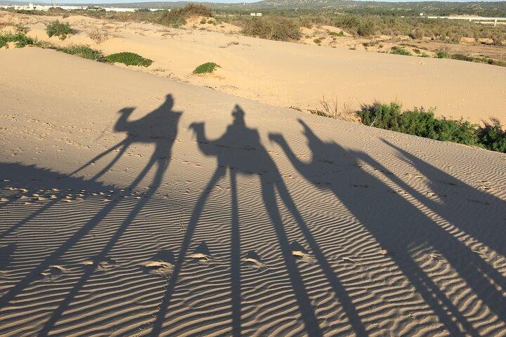 2 timmars dromedartur i Essaouira Marocko