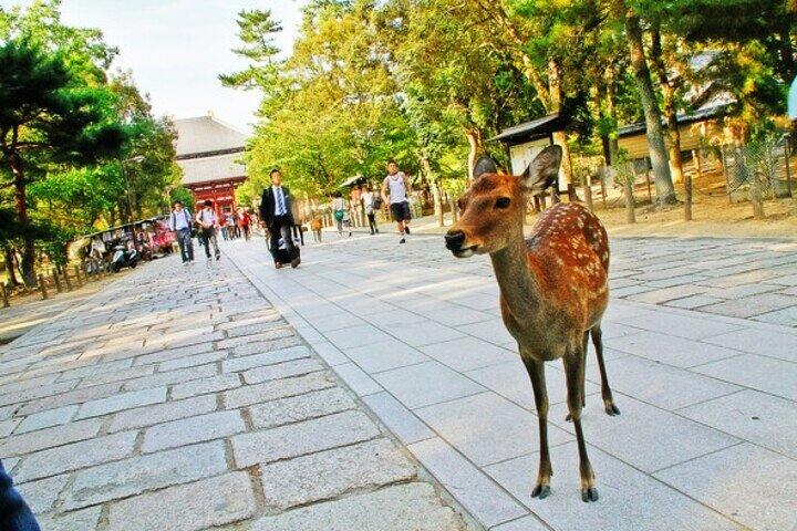 Viagem privada de um dia de Nara a partir de Osaka (5h) – Fácil e flexível