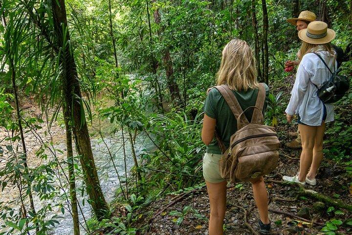 Fantastisk Daintree Rainforest Tour Vattenfallsvandring, lunch, simning och krokodilkryssning