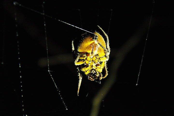3 Tage Cuyabeno Amazonas Dschungel mit Unterkunft in Tucan Lodge