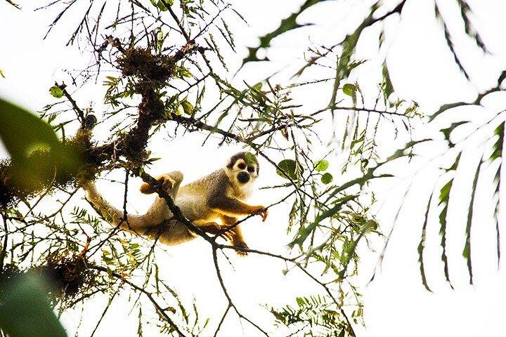 3 Tage Cuyabeno Amazonas Dschungel mit Unterkunft in Tucan Lodge