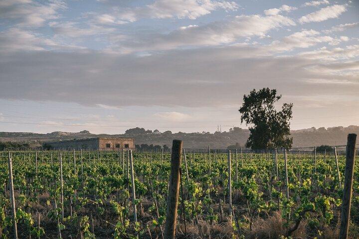 Syracuse: Experiencia exclusiva de cata de vinos sicilianos