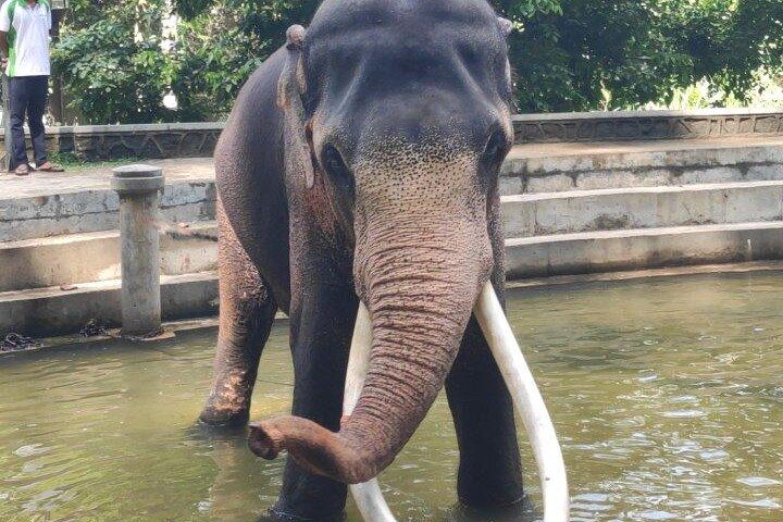 Sri Lanka Driver's and Guide with Luxury Cars