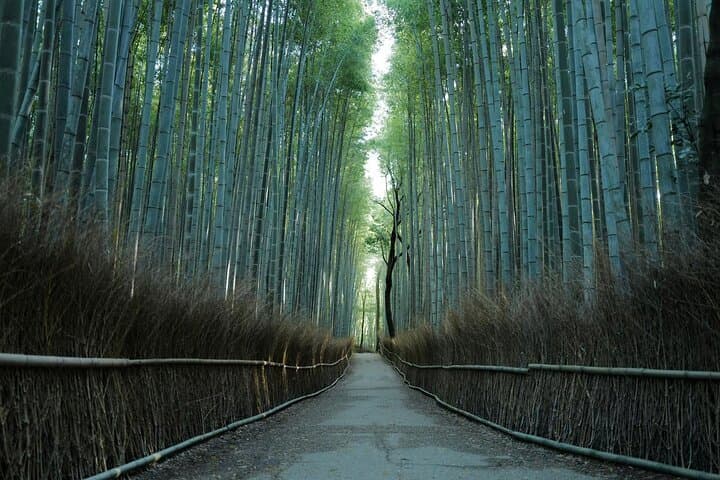 Kyoto Early Bird Tour Tokyo Round or One Way Shinkansen