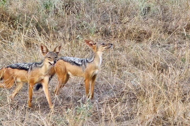 Elky Tours 2 giorni Tsavo Est Tour