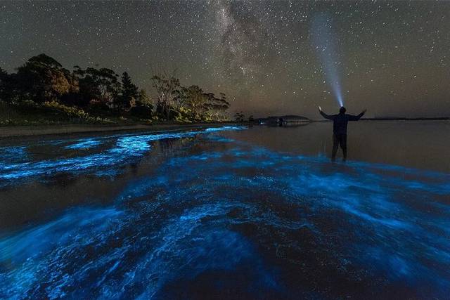 Bioluminescent Bay