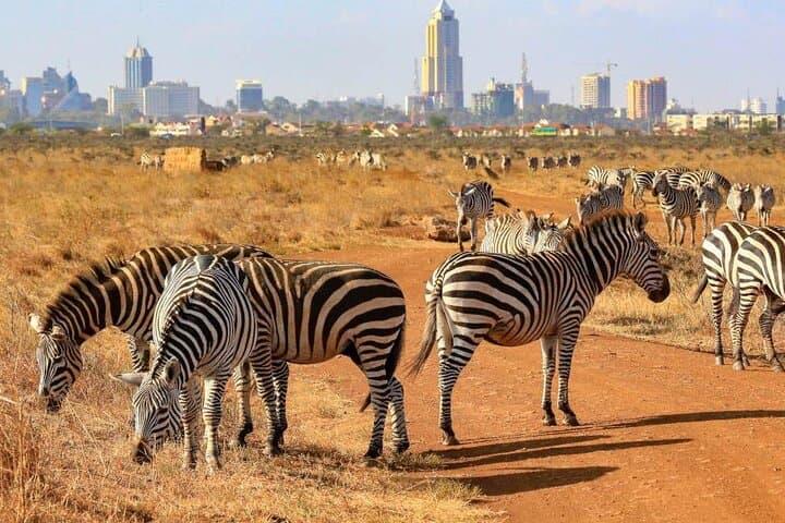 1 Day Tour Nairobi National Park, Elephant Center, Giraffe Ctr
