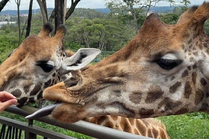 1 Day Tour Nairobi National Park, Elephant Center, Giraffe Ctr