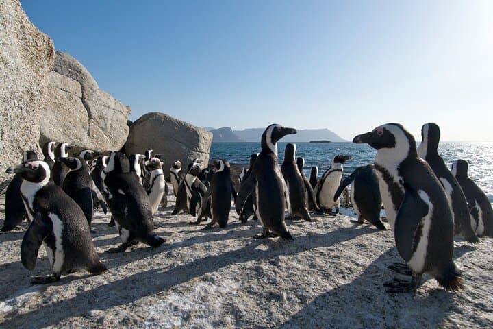Table Mountain National Park and Penguins Colony Half Day Tour