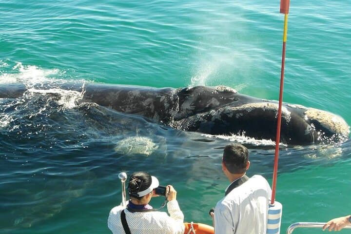 Boat Based Whale Watching from Hermanus