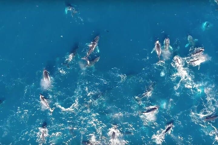 Boat Based Whale Watching from Hermanus