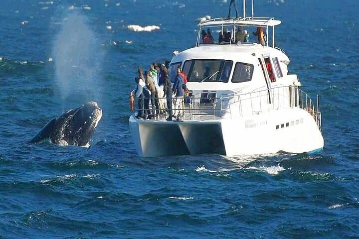 Boat Based Whale Watching from Hermanus