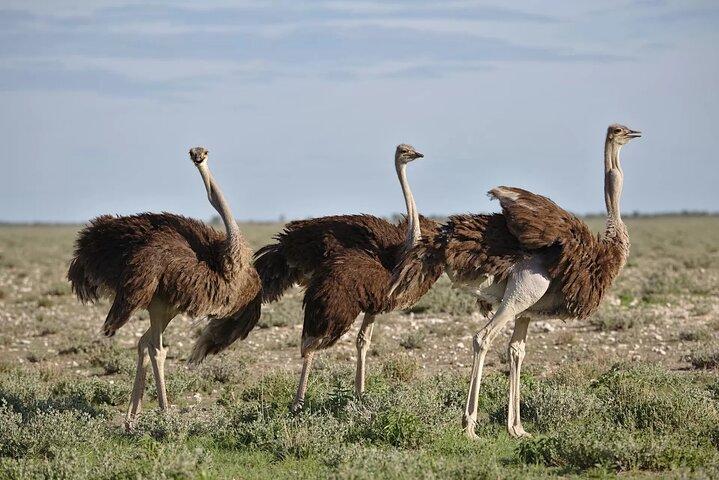 7-Day Garden Route Safari Adventure de Cidade do Cabo