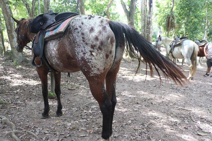 Passeio pela Jungle Farm + Big Rock Waterfall