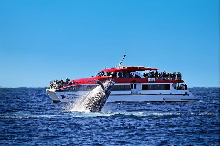 Whale Watching & Taronga Zoo Cruise Package - Sydney Harbour