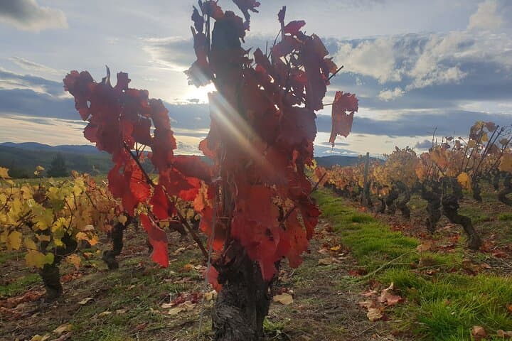 Half Day Private Beaujolais Wine Tour
