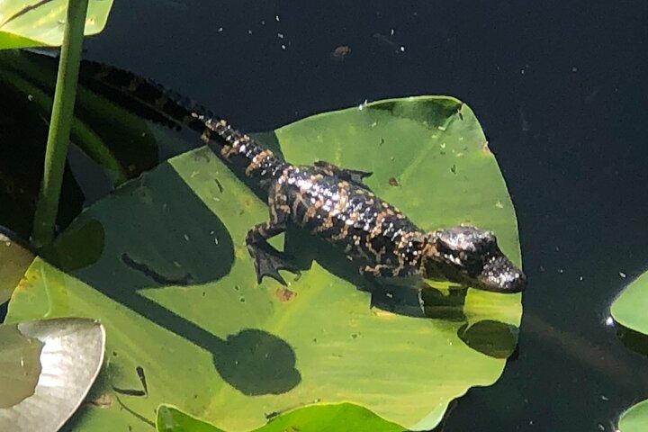 1 time Everglades Airboat Tour Orlando Florida